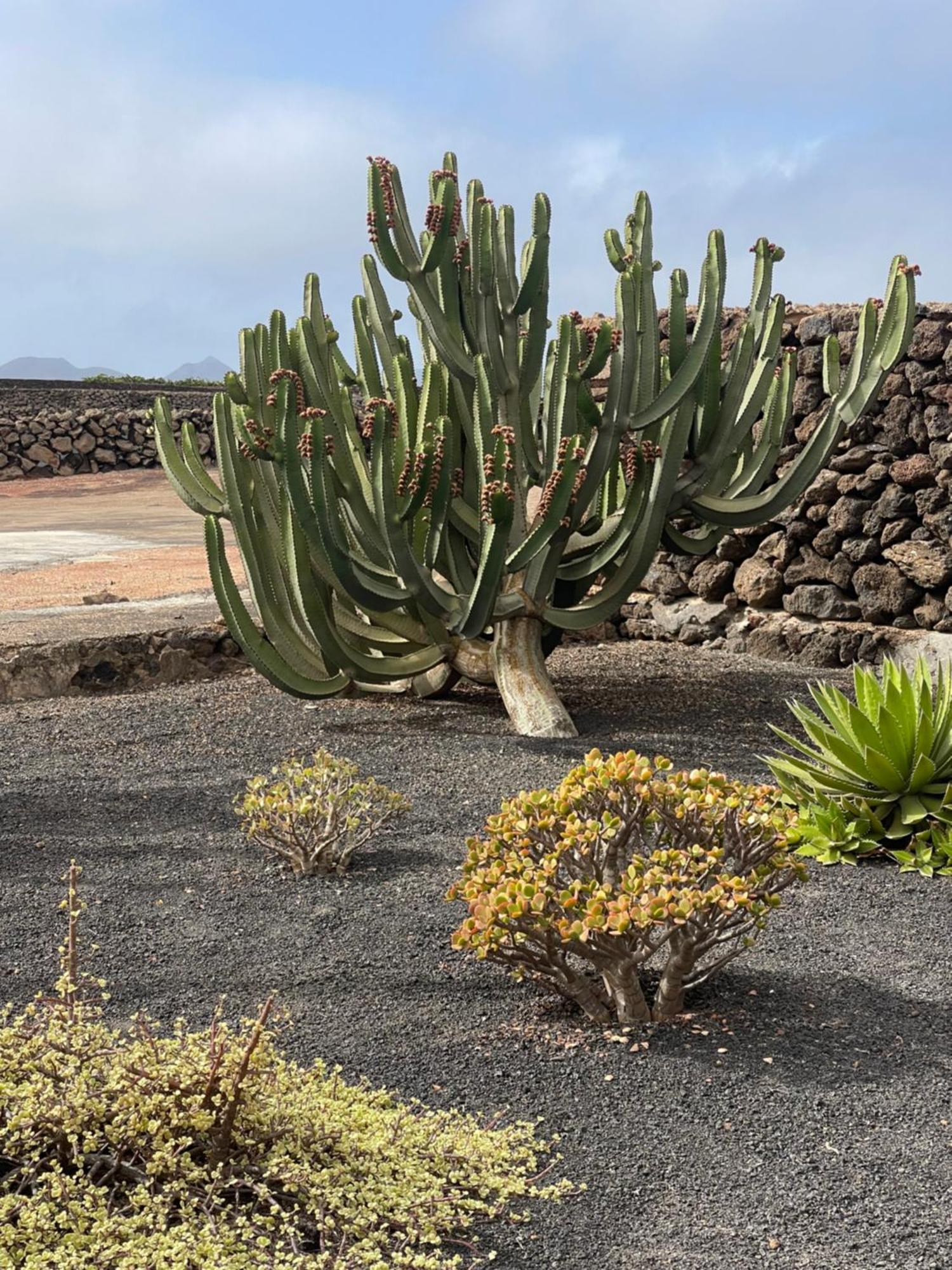 טינאחו Villa Timanfaya מראה חיצוני תמונה